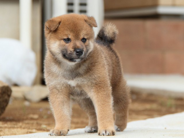 IMG_1642-shibainu-puppy IMG_1642-shibainu-puppy