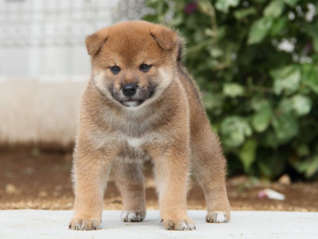 IMG_1664-shibainu-puppy IMG_1664-shibainu-puppy