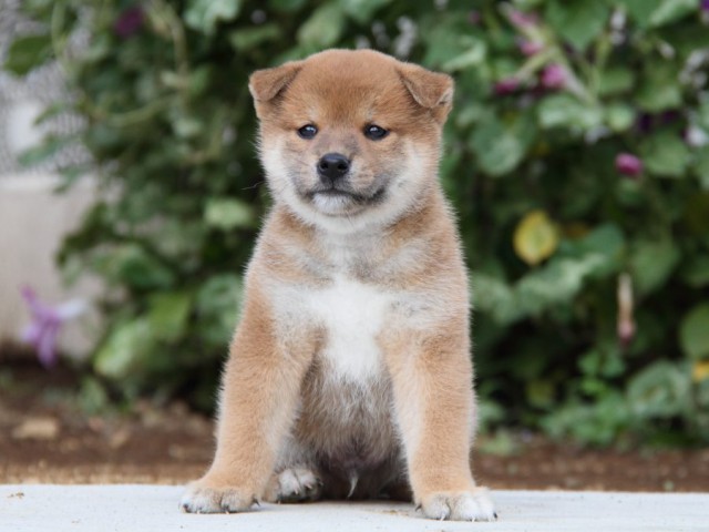 IMG_1693-shibainu-puppy IMG_1693-shibainu-puppy