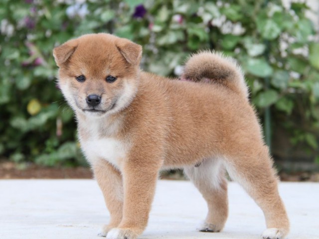IMG_1730-shibainu-puppy IMG_1730-shibainu-puppy