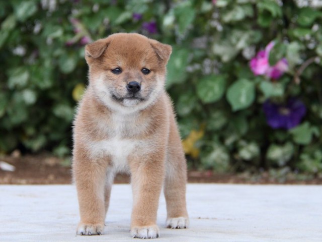 IMG_1762-shibainu-puppy IMG_1762-shibainu-puppy