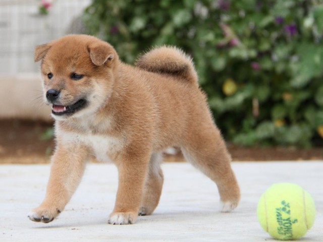 IMG_1780-shibainu-puppy IMG_1780-shibainu-puppy