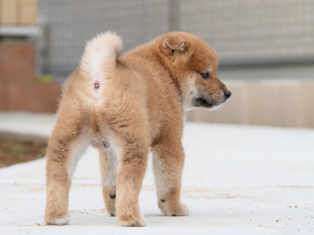IMG_1791-shibainu-puppy IMG_1791-shibainu-puppy