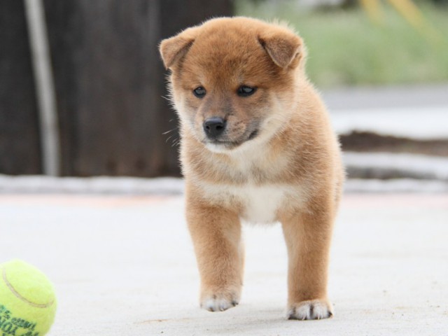 IMG_1820-shibainu-puppy IMG_1820-shibainu-puppy