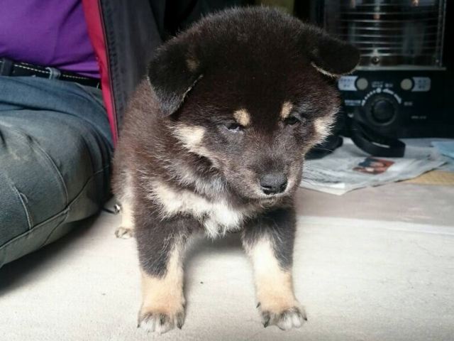 IMG_1827-puupy1-shibainu IMG_1827-puupy1-shibainu