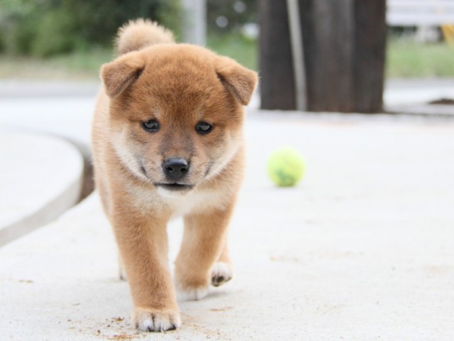 IMG_1832-shibainu-puppy IMG_1832-shibainu-puppy