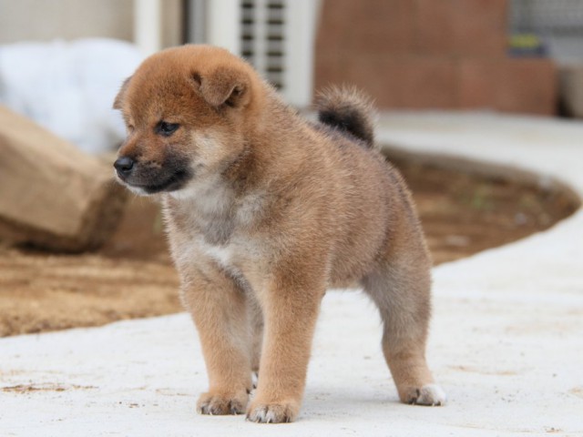 IMG_1869-shibainu-puppy IMG_1869-shibainu-puppy