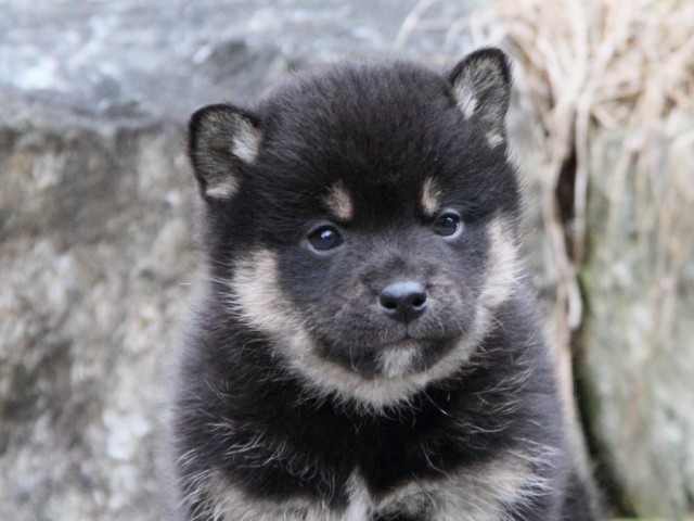 IMG_5311-shibainu-koinu IMG_5311-shibainu-koinu