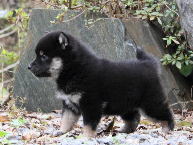 IMG_5322-shibainu-koinu IMG_5322-shibainu-koinu