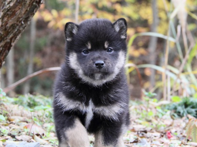 IMG_5351-shibainu-koinu IMG_5351-shibainu-koinu