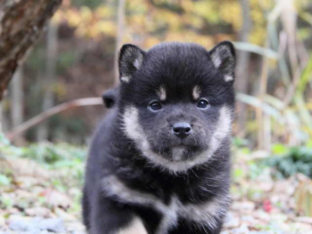 IMG_5352-shibainu-koinu IMG_5352-shibainu-koinu