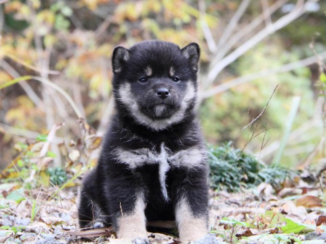 IMG_5356-shibainu-koinu IMG_5356-shibainu-koinu