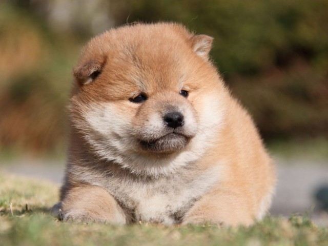 IMG_6777-shibainu-koinu IMG_6777-shibainu-koinu