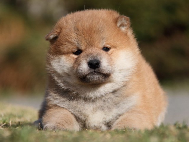 IMG_6782-shibainu-koinu IMG_6782-shibainu-koinu