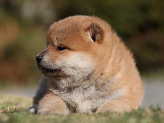 IMG_6788-shibainu-koinu IMG_6788-shibainu-koinu