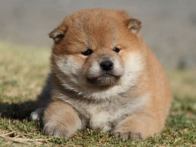 IMG_6797-shibainu-koinu IMG_6797-shibainu-koinu