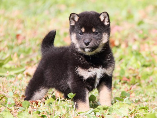 IMG_7354-shibainu-koinu IMG_7354-shibainu-koinu