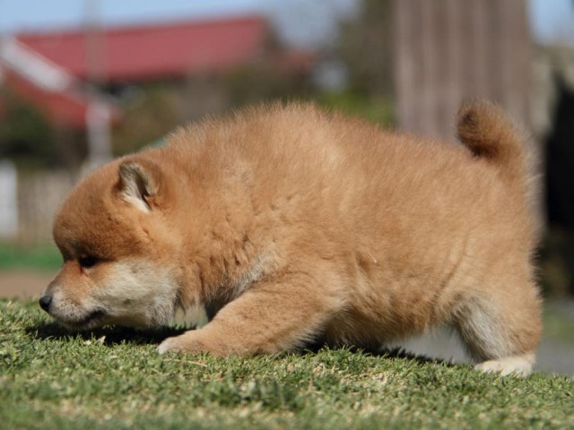 ⚠️交渉済み専用】犬居葉菜 山本小鉄子 うすいしっぽ