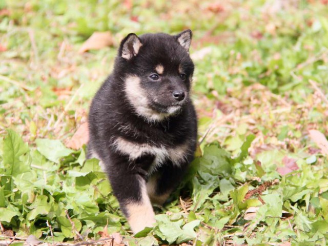 IMG_7417-shibainu-koinu IMG_7417-shibainu-koinu