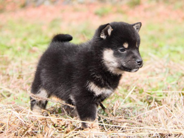 IMG_7435-shibainu-koinu IMG_7435-shibainu-koinu