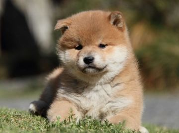 IMG_7437-shibainu-koinu-top IMG_7437-shibainu-koinu-top