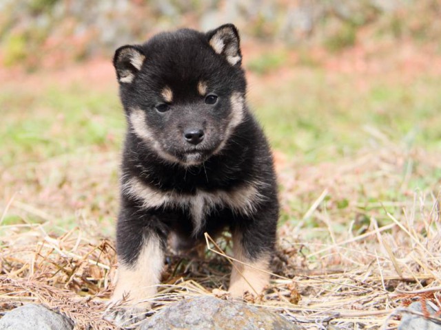 IMG_7439-shibainu-koinu IMG_7439-shibainu-koinu