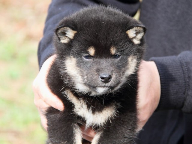 IMG_7449-shibainu-koinu IMG_7449-shibainu-koinu