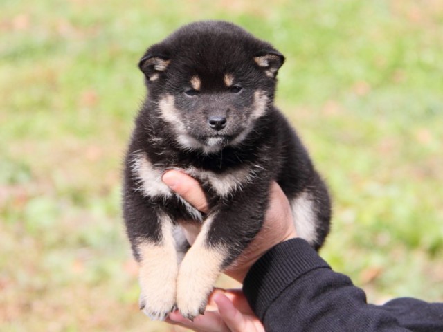 IMG_7458-shibainu-koinu IMG_7458-shibainu-koinu