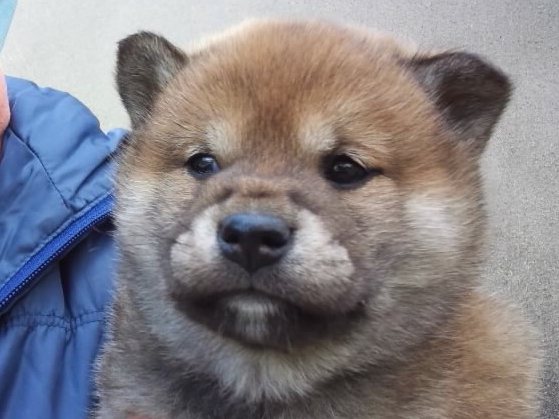 00000001-puppy 00000001-puppy