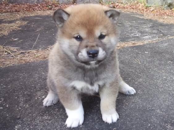 00000002-puppy 00000002-puppy
