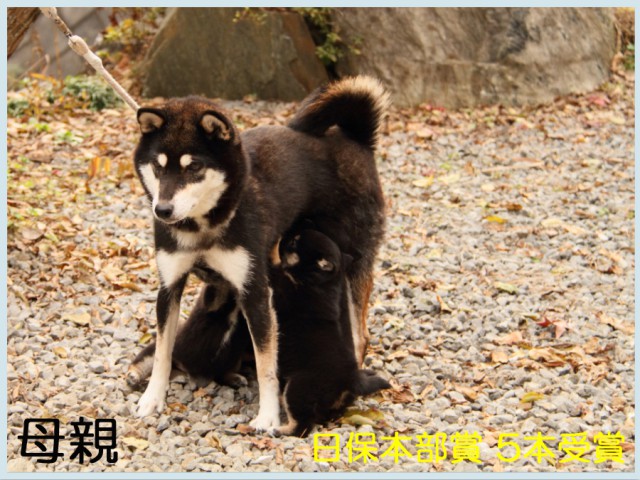 皇鈴の紅西号 皇鈴の紅西号