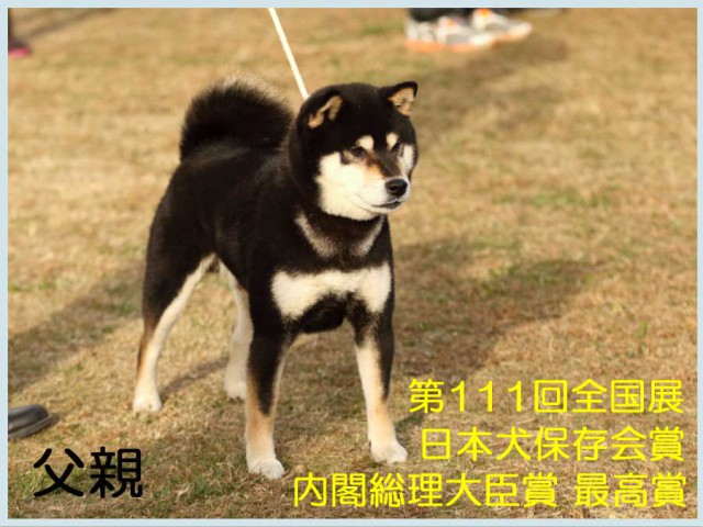 七錦号父親 七錦号父親