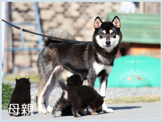 2015.11.3皇鈴の春菜 2015.11.3皇鈴の春菜