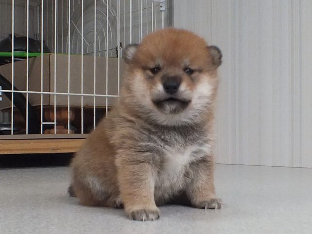 DSCF3903-puppy DSCF3903-puppy
