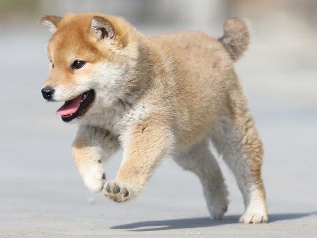 FP5A0048-puppy FP5A0048-puppy