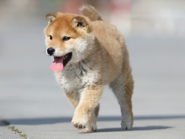 FP5A0071-puppy FP5A0071-puppy