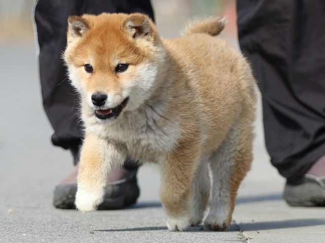 FP5A0081-puppy FP5A0081-puppy