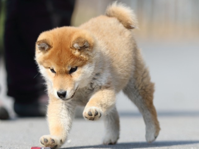 FP5A0097-puppy FP5A0097-puppy