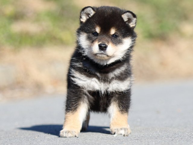 FP5A1087-puppy FP5A1087-puppy