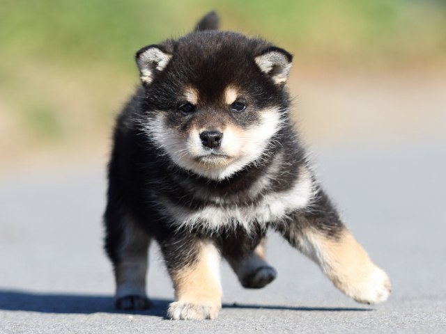 FP5A1092-puppy FP5A1092-puppy