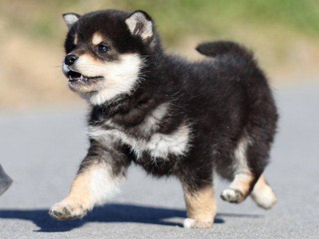 FP5A1143-puppy FP5A1143-puppy