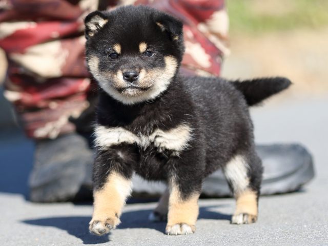 FP5A1168-puppy FP5A1168-puppy