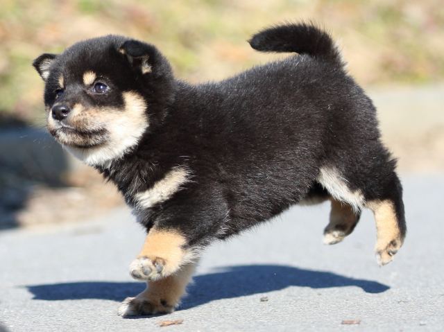 FP5A1184-puppy FP5A1184-puppy