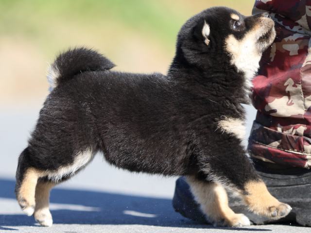 FP5A1198-puppy FP5A1198-puppy