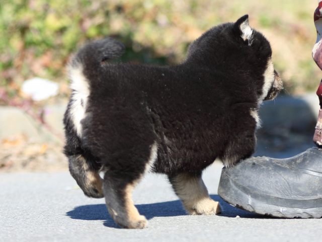 FP5A1215-puppy FP5A1215-puppy