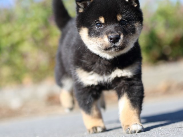 FP5A1251-puppy FP5A1251-puppy