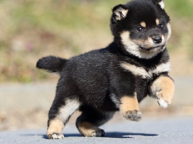FP5A1266-puppy FP5A1266-puppy