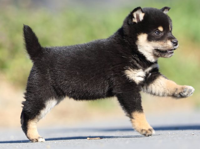 FP5A1277-puppy FP5A1277-puppy
