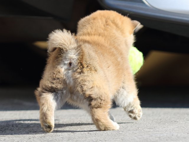 FP5A1328-puppy FP5A1328-puppy