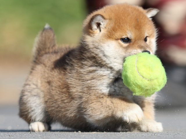 FP5A1360-puppy FP5A1360-puppy